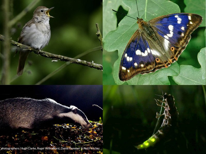 Fill your head with wildlife in 2016